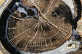 Petrified Wood (Schinoxylon) Round - Blue Forest, Wyoming #263920-1